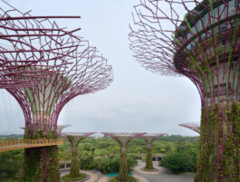 Supertree Grove Gardens by the Bay Singapore, Grant Associates Wilkinson Eyre, corporate photography by Peter Mikolas 