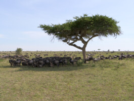 Wildebeest migration Serengeti National Park Tanzania, landscape photography by Peter Mikolas 