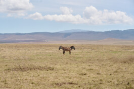 Zebras Serengeti National Park Tanzania, landscape photography by Peter Mikolas 